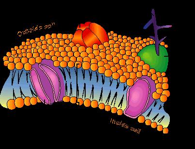 Cell Membrane The cell membrane helps keep all of the