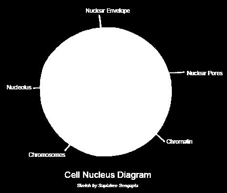 Nucleus The Nucleus is commonly known as the command center of the cell.