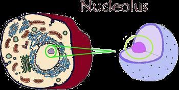 Nucleolus The Nucleolus of a cell is made