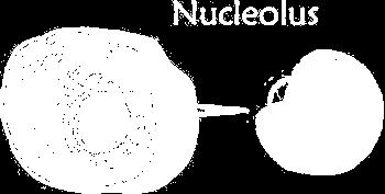 The Nucleolus can be found inside of the