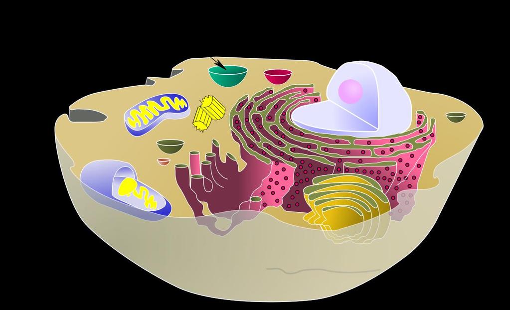 Vacuole The vacuole stores needed food and nutrients for the cell to
