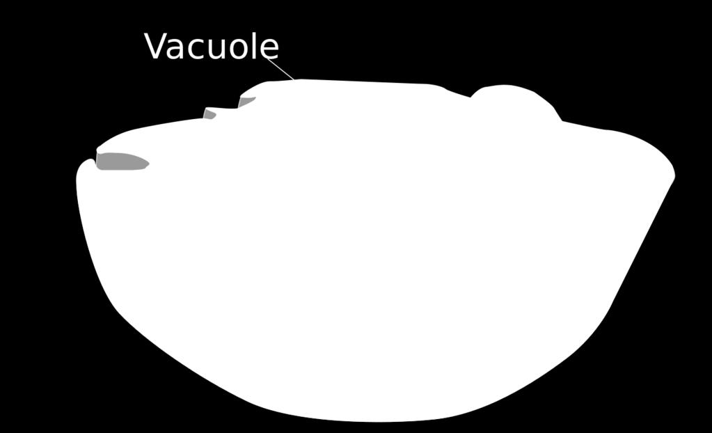 The vacuoles are often known as storage bubbles.