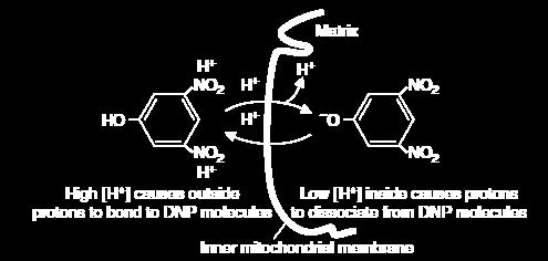 2,4-dinitrophenol (DNP) & other acidic aromatic compounds What