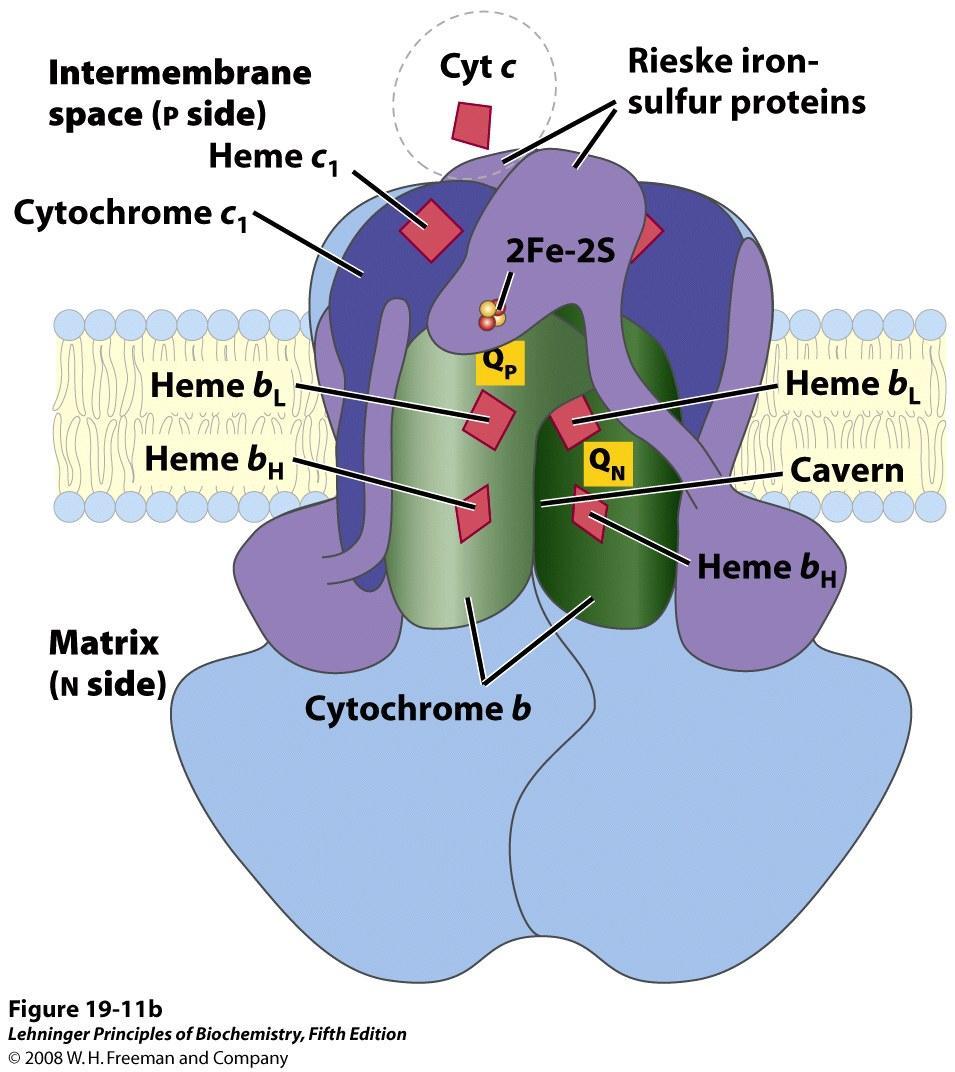 Cytochrome bc 1