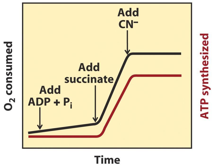 Electron transfer was found to be obligatorily coupled to ATP Synthesis in