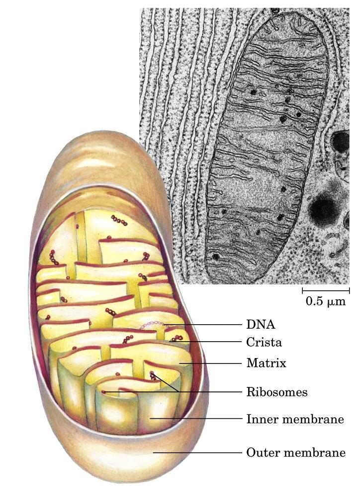 Cristae (the infoldings of the inner membrane of