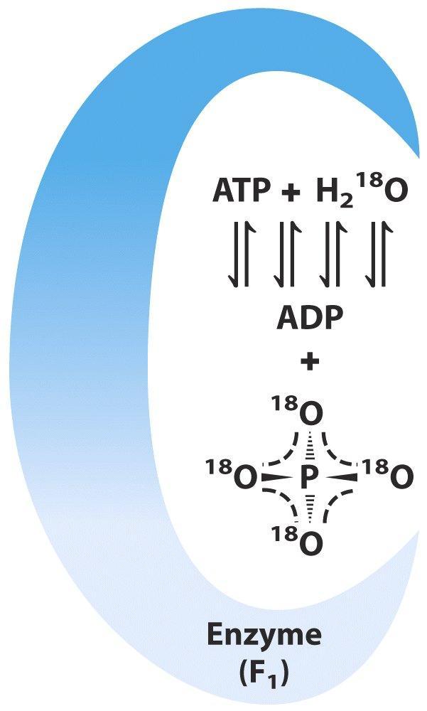 The 18 O experiment: The G o for ATP synthesis