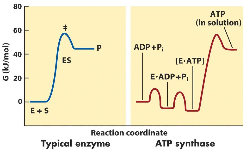Release of ATP from ATP synthase was proposed