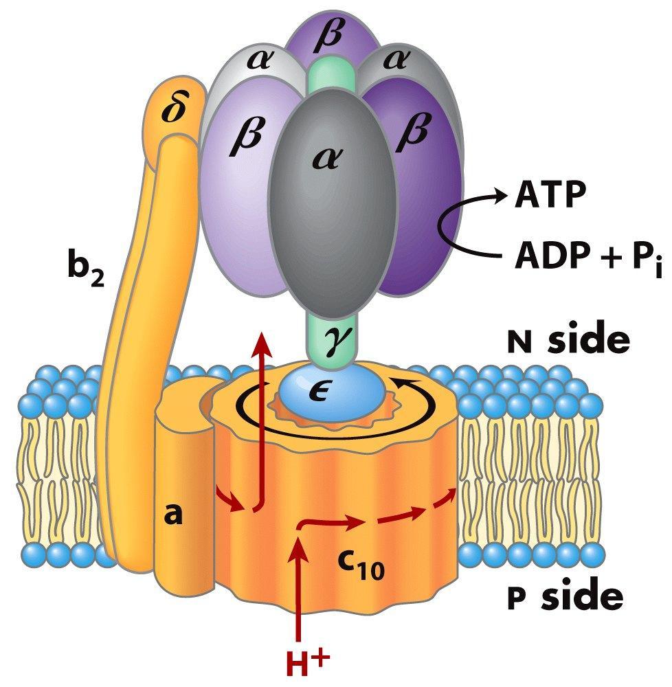 The ATP synthase comprises a
