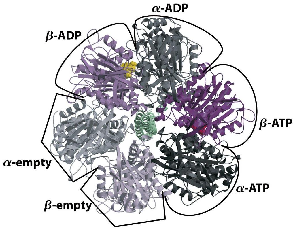 Each b subunit of ATP synthase can