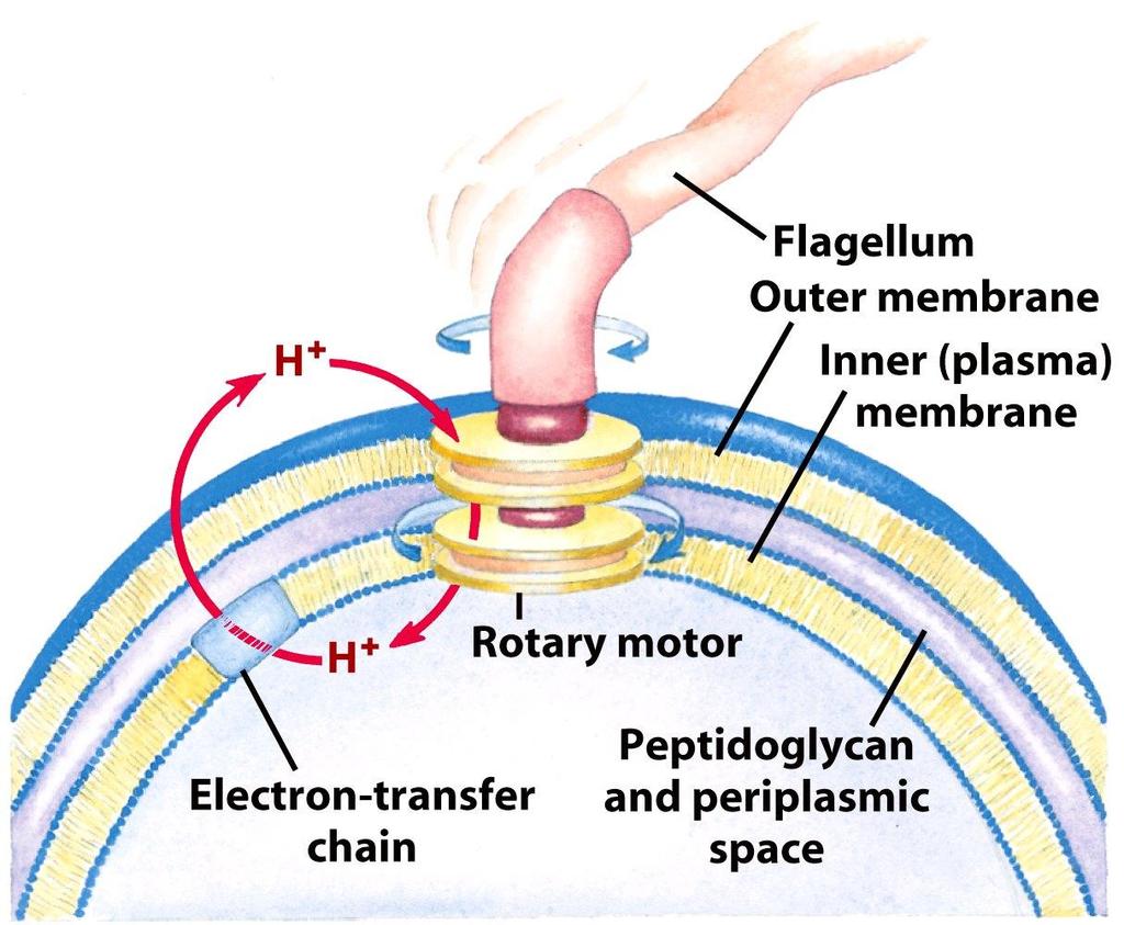 The rotary motion of the bacterial flagella is energized