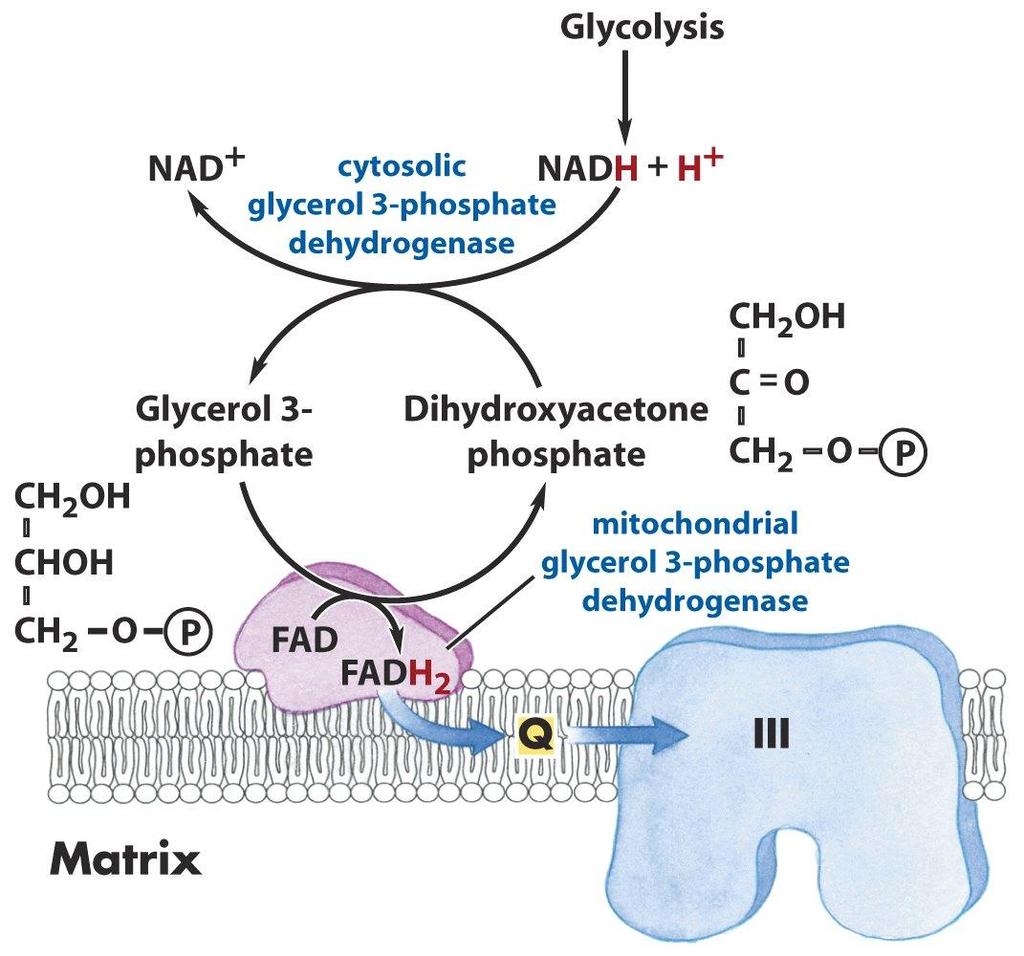 Glycerol 3-phosphate shuttle