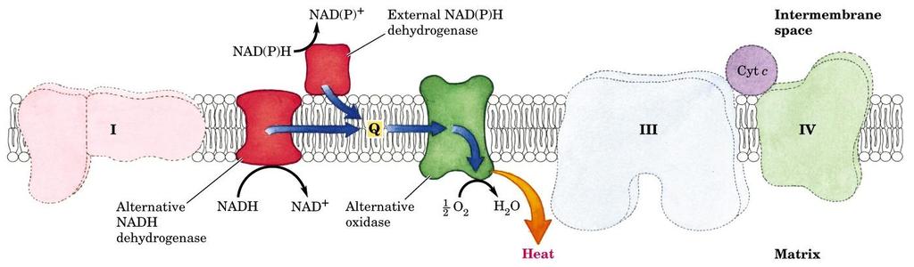 Electrons of NADH generated in plant cytosol enter the respiratory chain directly with