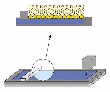 Monolayer studies relatively easy to prepare composition of monolayer well-defined hold monolayer at varying lateral pressure lipid monolayers are