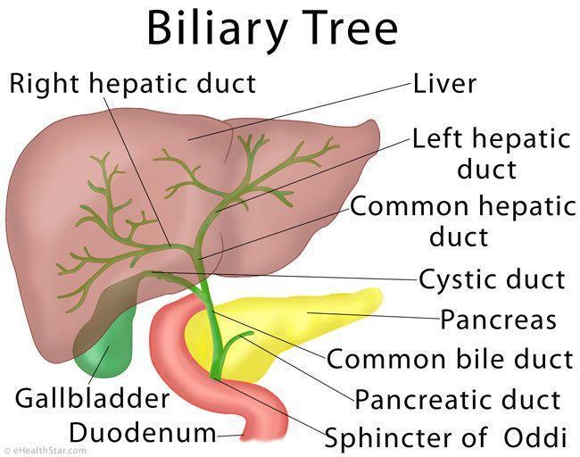 Glossary Term Asymptomatic gallstones Cholelithiasis Common bile duct Meaning the presence of gallstones detected incidentally in patients who do not have any abdominal symptoms or have symptoms that
