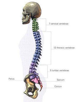 The vertebrae of the spinal column 7 cervical in the neck 12 thoracic in the chest or upper back 5 lumbar in the lower back 5 sacral in the pelvic region 4 coccyx tailbone