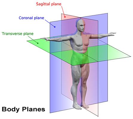 Planes of of the the Body Coronal plane (Frontal plane) A vertical plane running from side to side; divides the body or any of its parts into anterior and posterior portions.