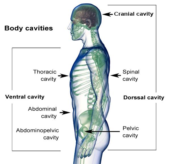 The cavities, or spaces, of the body contain the internal organs, or viscera. The two main cavities are called the ventral and dorsal cavities.