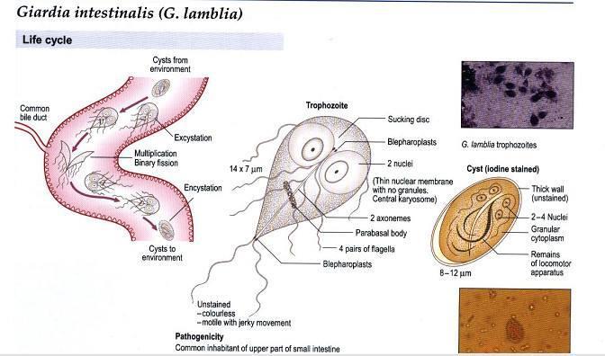 Pathology and Pathogenesis - Giardia lamblia is usually only weakly pathogenic for humans. Cysts may be found in large numbers in the stools of entirely asymptomatic persons.