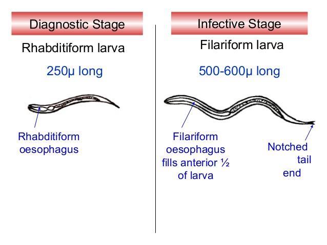 Filariform larvae, non feeding stage, close mouth, infective to the man, swim in water, survive in water and soil for several years.