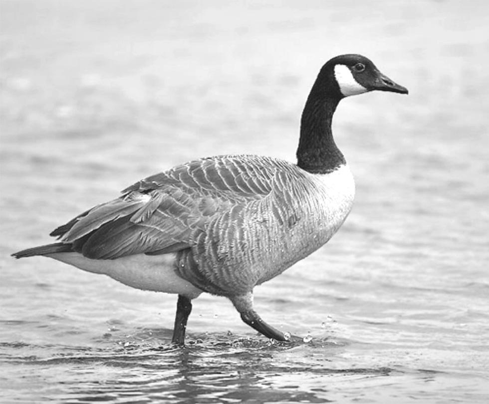 6. The photograph shows a bird called a goose. Two breeds of goose called Toulouse and Embden grow quickly. However, both breeds lay very few eggs.