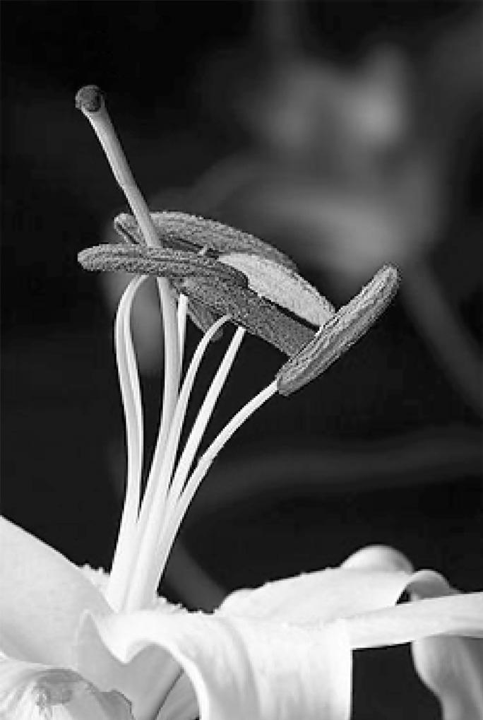 8. The photograph shows the reproductive structures of a flower called a lily. 1 2 3 4 5 (a) (i) Which number labels an anther?