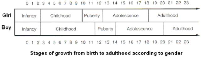 There are 4 clearly defined phases of growth from infancy to adulthood. Each of these phases has specific needs that must be addressed for the baby to develop into an adult.
