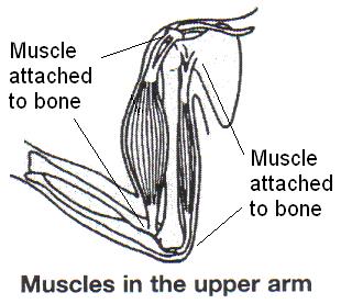The long bones in the body grow faster than other parts of the body during puberty.