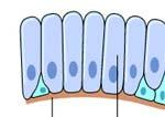 Regeneration of Epithelial Tissues 1 Covering epithelia Original cells proliferate from the margin of injury Migrate to cover the