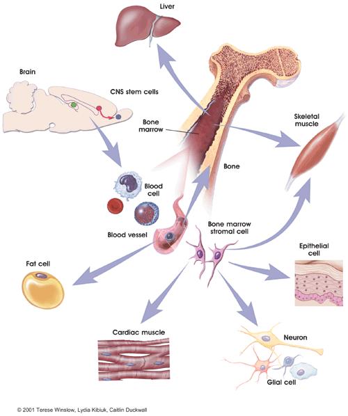 Stem cells in tissue and cellular regeneration The