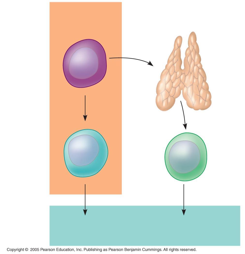 Lymphoid stem cell Bone marrow The humoral immune response The cell mediated immune