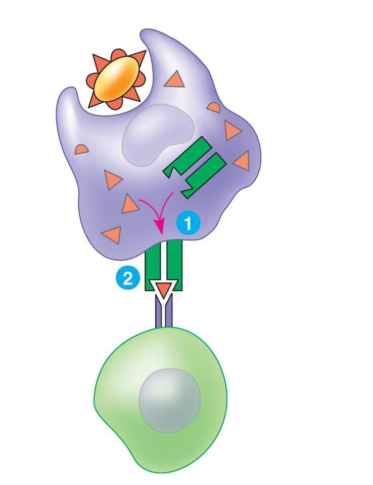 Microbe Antigenpresenting cell II.