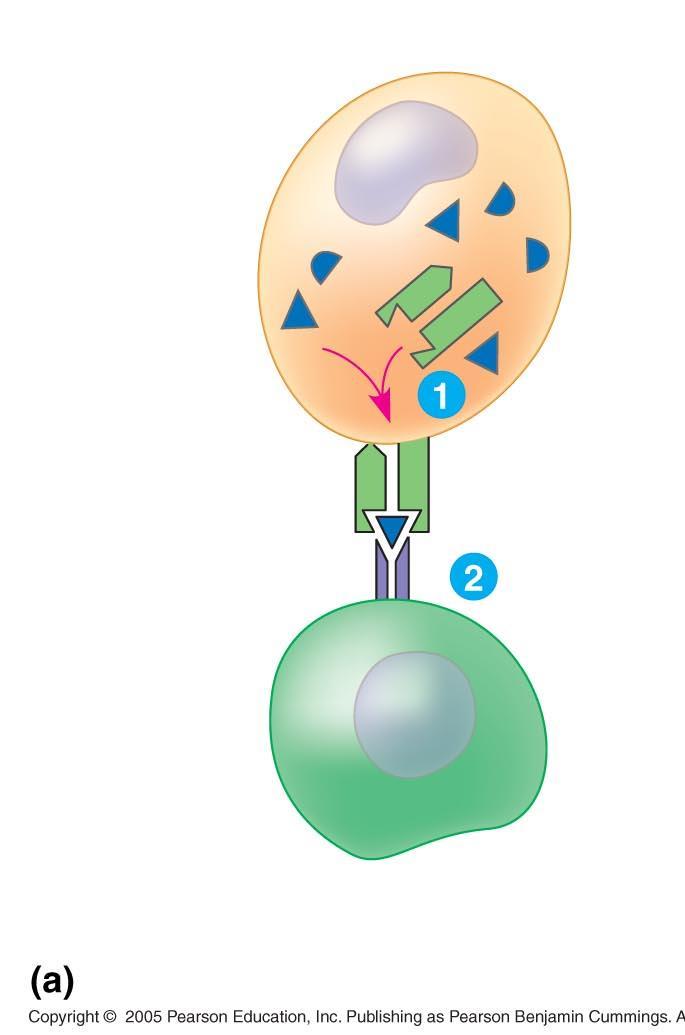 Infected cell Antigen fragment Class I MHC molecule III.
