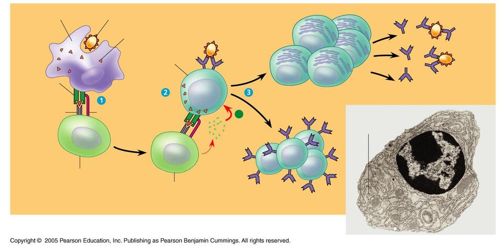 Macrophage Bacterium Peptide antigen B cell Class II MHC molecule Clone of plasma cells Secreted antibody molecules