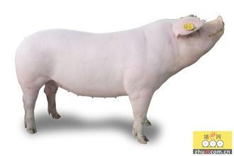 Experiment 3: Improving maternal vitamin D status promotes prenatal and postnatal skeletal muscle development of pig offspring 试验 3: 提高母猪的维生素 D 水平, 促进猪后代的产前和产后骨骼肌发育 Twenty Yorkshire gilts,140.31±4.