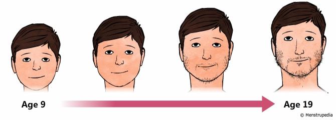 It is a parcularly important part of development because it includes puberty. During childhood, the reproducve system is inacve; in adolescence, the reproducve system becomes funconal.