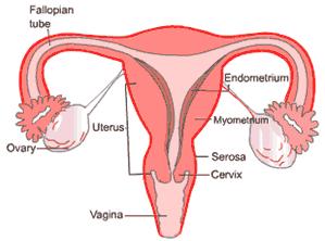 These are called oocytes. The menstrual cycle begins with the first day of menstruation.
