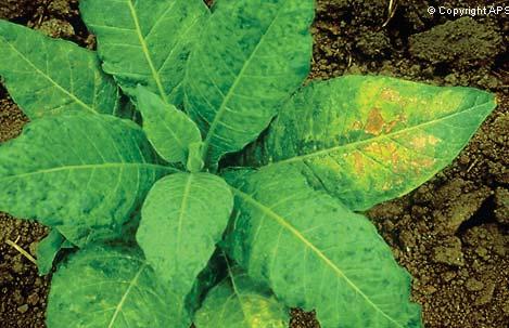 D. Biological importance of viruses Viruses cause disease in plants, animals and humans. I. In plants 1. Abnormalities in plants cause enormous economical losses. 2.
