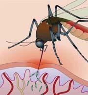 Plasmodium is transmitted by the female Anopheles mosquito - which acts as the vector. 5. Malaria is the cause of more than a million deaths worldwide, of which 90% are in Africa. 6.