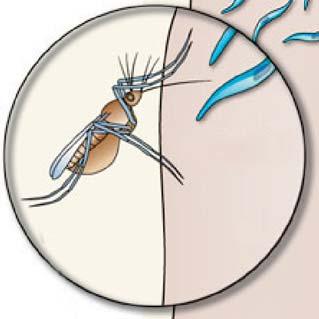 Sporozoites Liver Stage 1 Mosquito 1