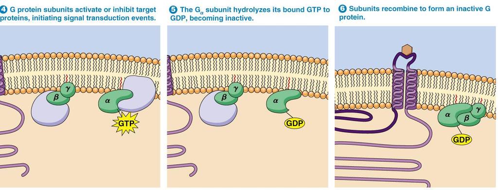 G protein inactivation The activity of the α subunit is terminated by hydrolysis of the bound GTP by an