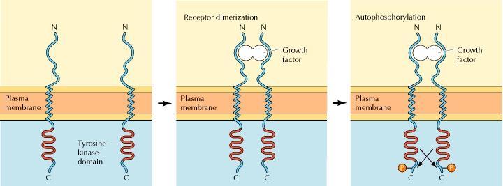Mechanism of activation of RTKs Autophosphorylation activates signaling by:
