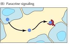 Modes of cell signaling Direct