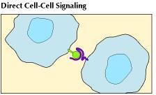 Cells respond to signaling molecules that