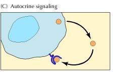 molecules are secreted by endocrine cells