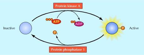 PKA Regulation by dephosphorylation The phosphorylation of target