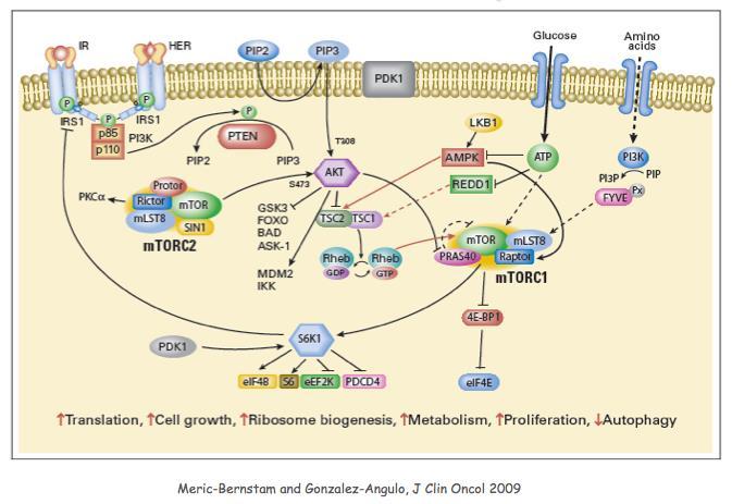 PI-3 kinase and AKT