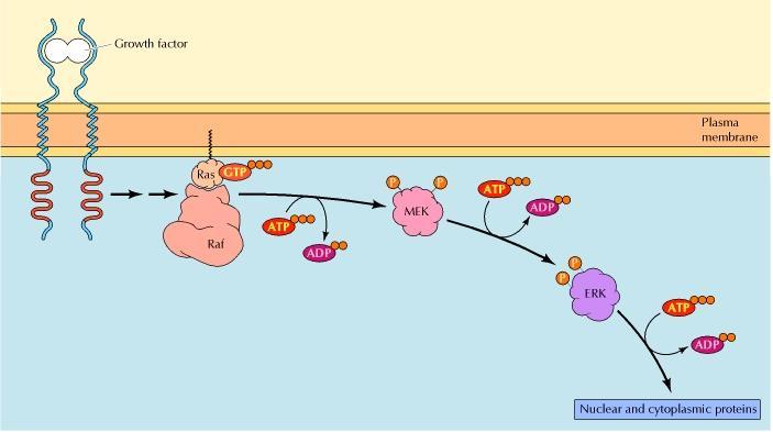 MAP (mitogen-activated protein) kinase pathway such as insulin-like