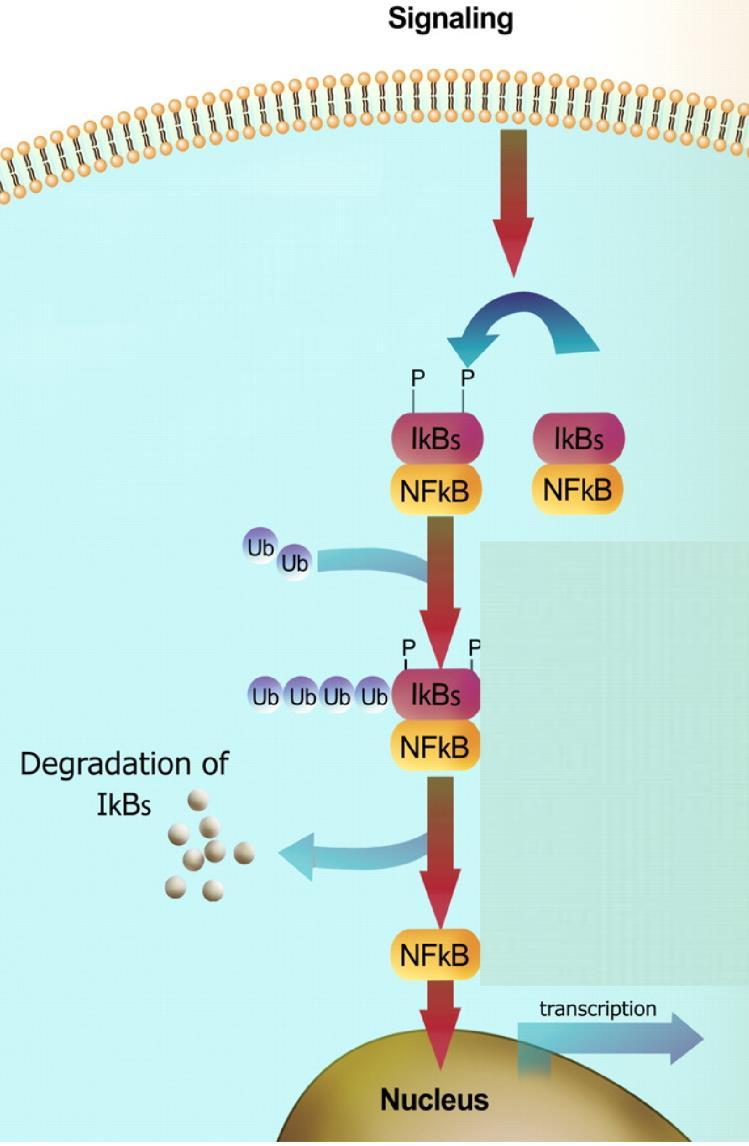 NF- B signaling Tumor necrosis factor (TNF) activates its receptor (TNF receptor) TNF induces inflammation and