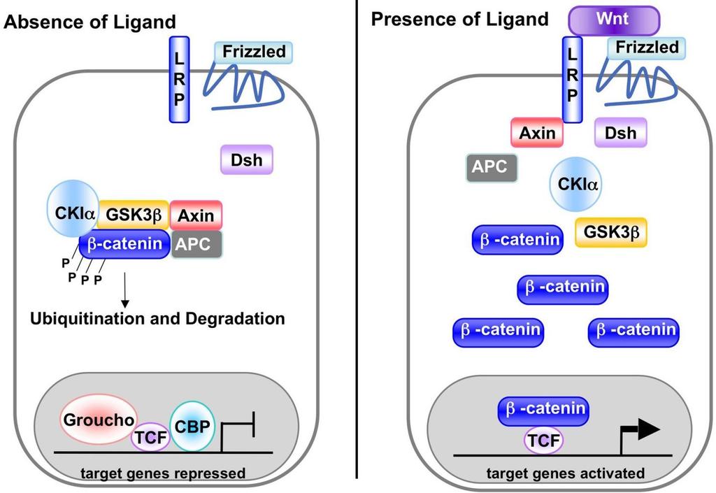 Wnt signaling Wnt proteins are growth factors that bind to the Frizzled receptors and block -catenin degradation.